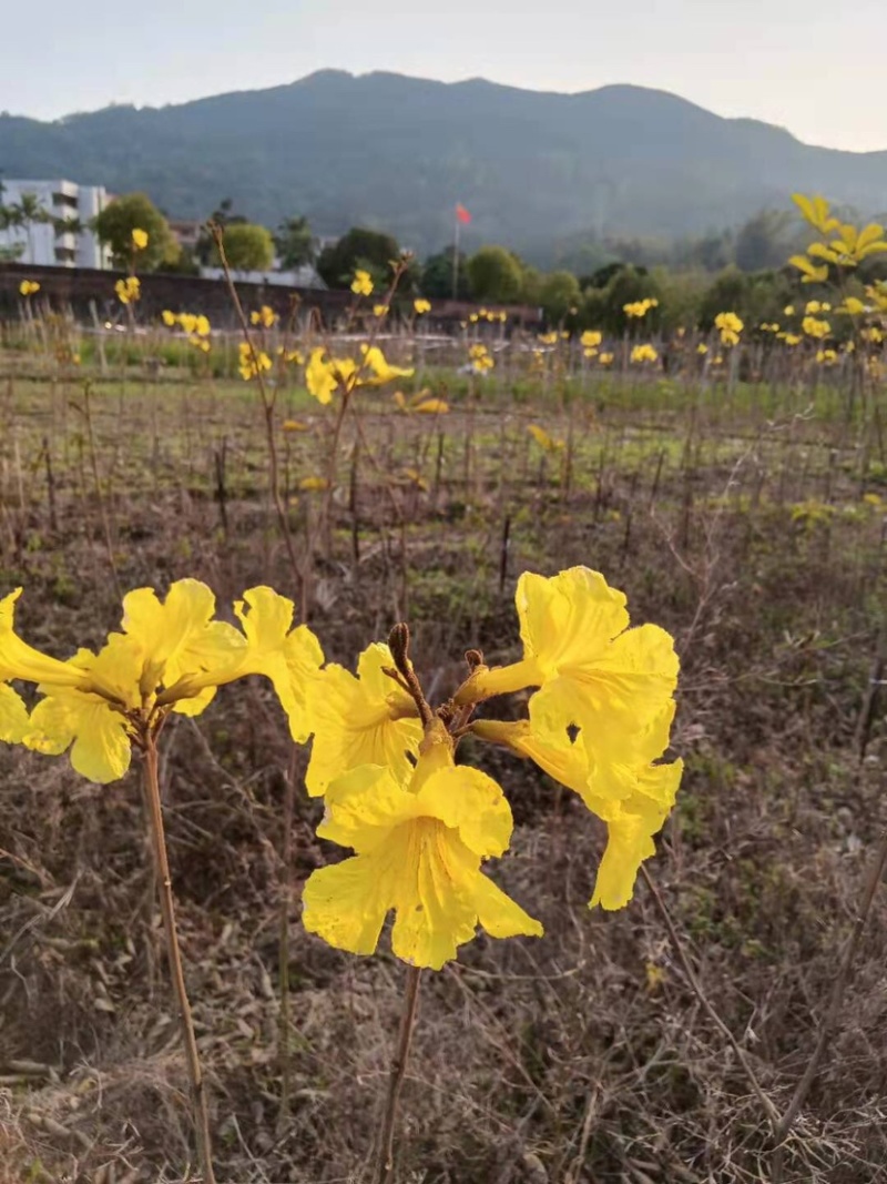 广东阳春市黄花风铃木苗质量保证产地直销量大优惠带土销售