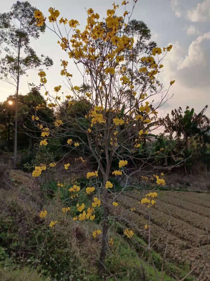 广东阳春市黄花风铃木苗质量保证产地直销量大优惠带土销售