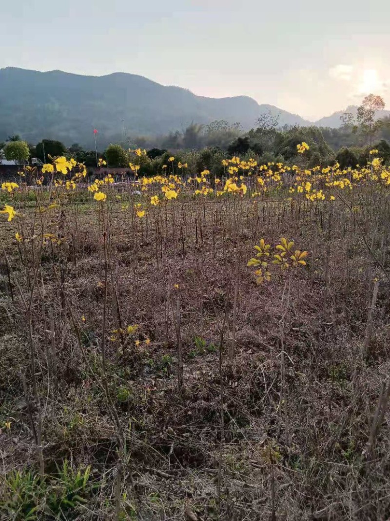 广东阳春市黄花风铃木苗质量保证产地直销量大优惠带土销售