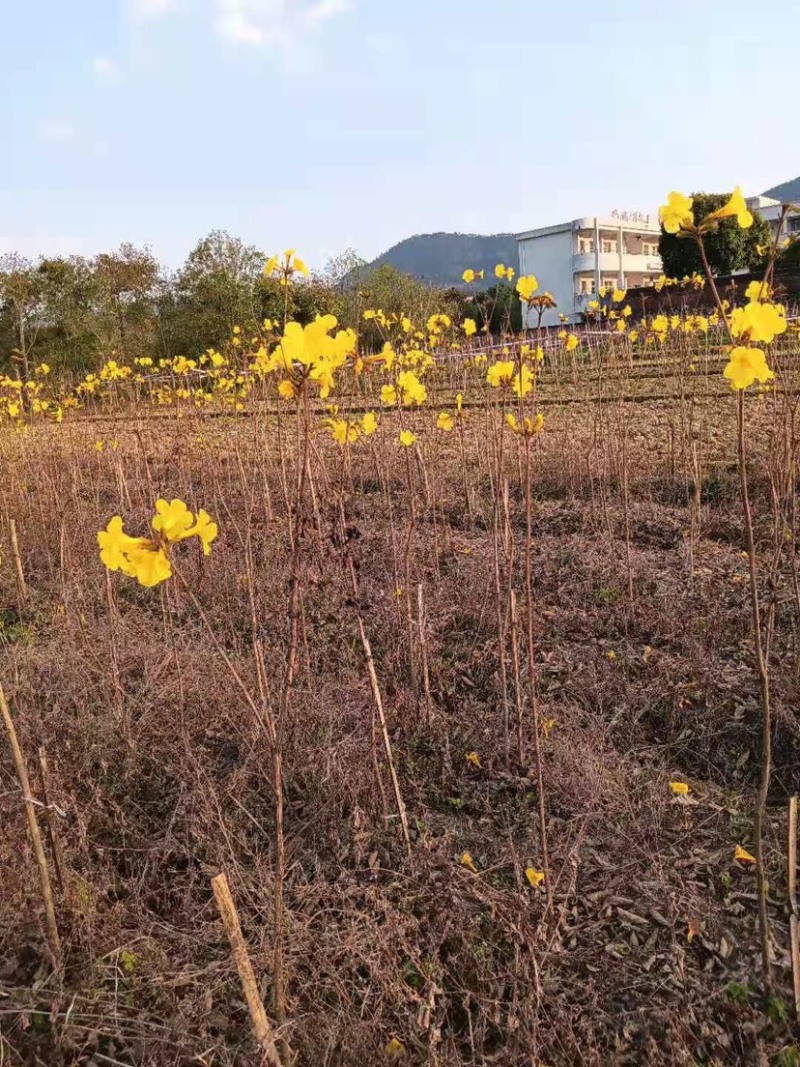 广东阳春市黄花风铃木苗质量保证产地直销量大优惠带土销售