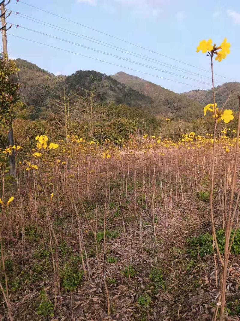 广东阳春市黄花风铃木苗质量保证产地直销量大优惠带土销售