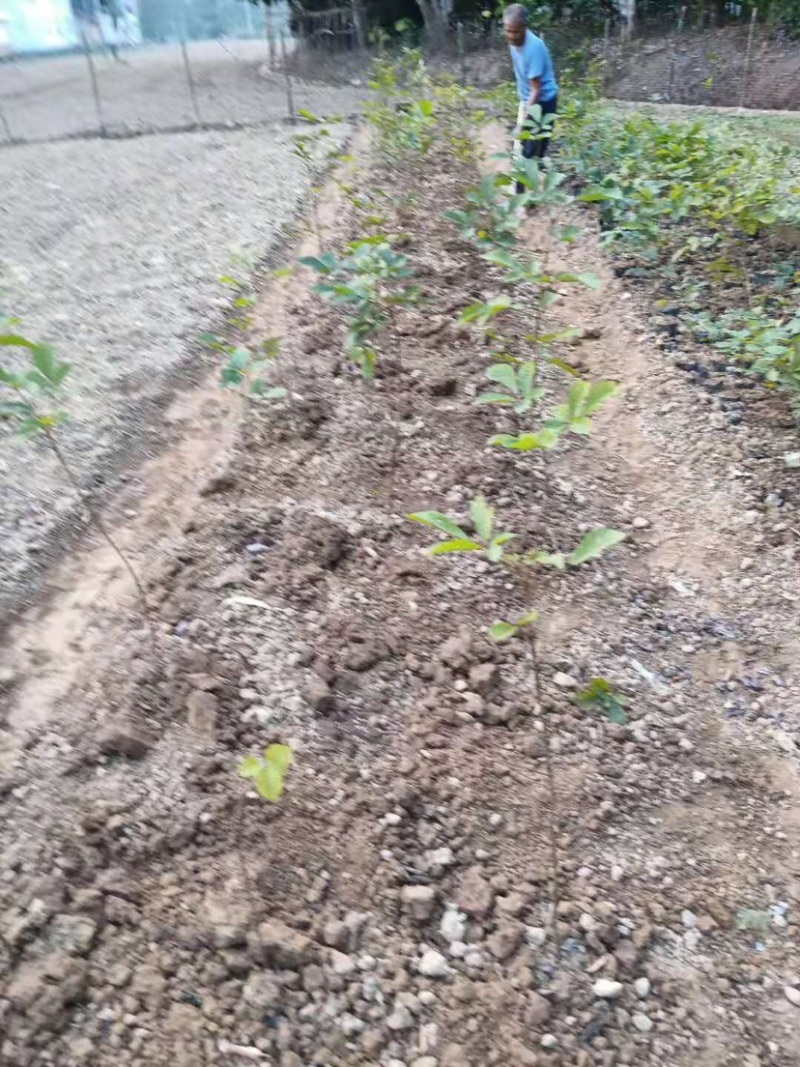 广东阳春市黄花风铃木苗质量保证产地直销量大优惠带土销售