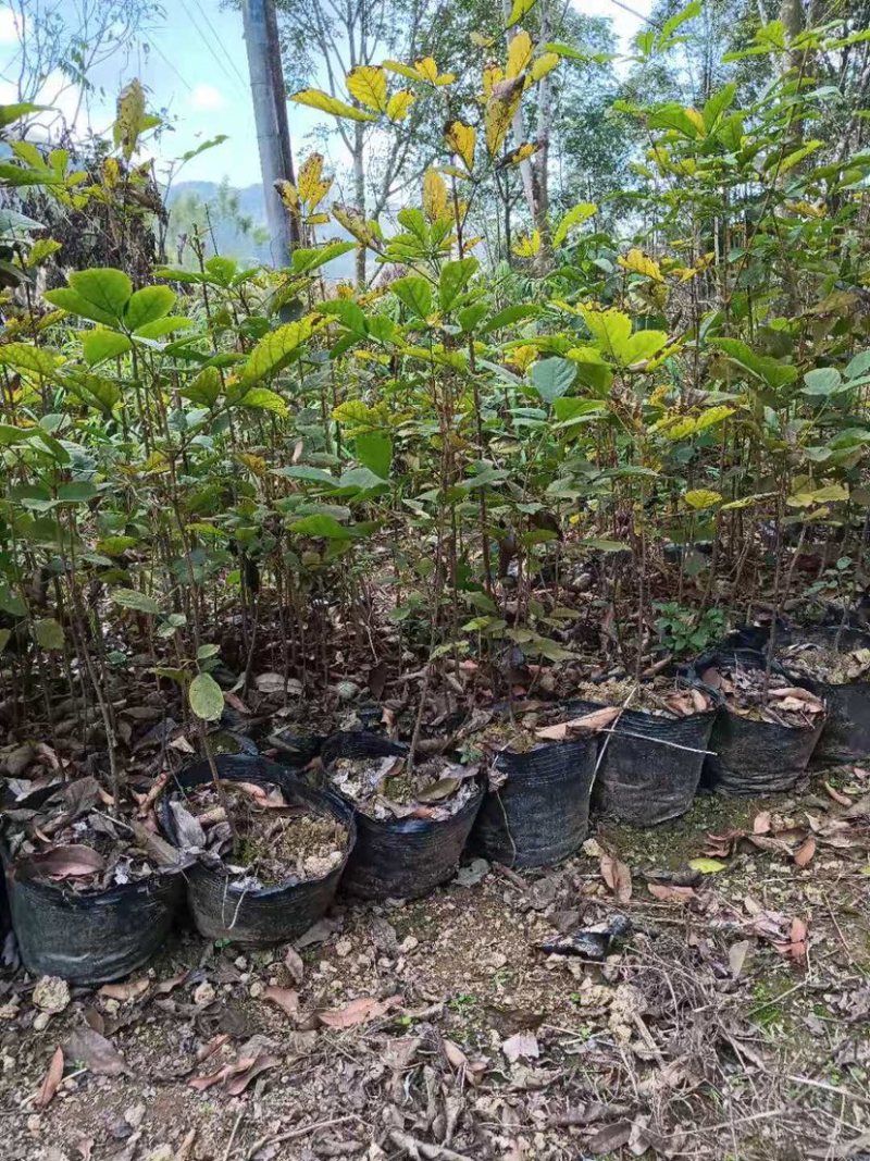 广东阳春市黄花风铃木苗质量保证产地直销量大优惠带土销售