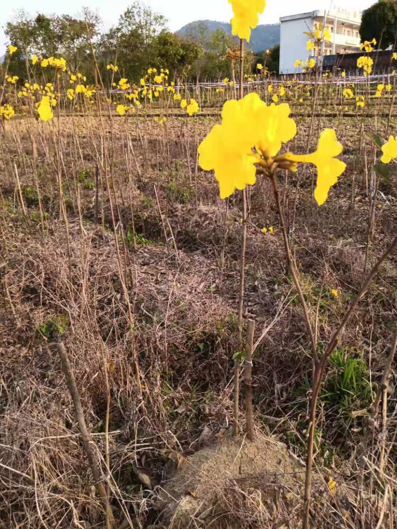 广东阳春市黄花风铃木苗质量保证产地直销量大优惠带土销售