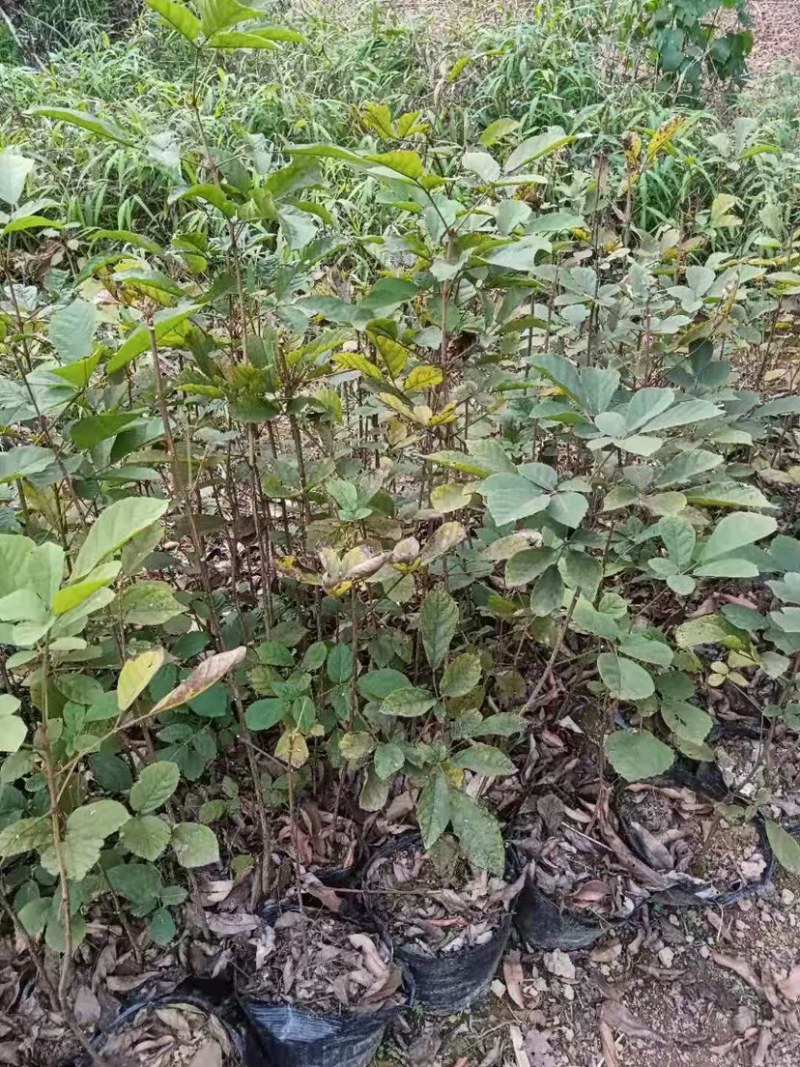 广东阳春市黄花风铃木苗质量保证产地直销量大优惠带土销售