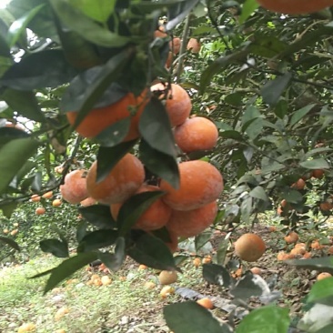 十万火急贱卖茂谷柑求老板来收