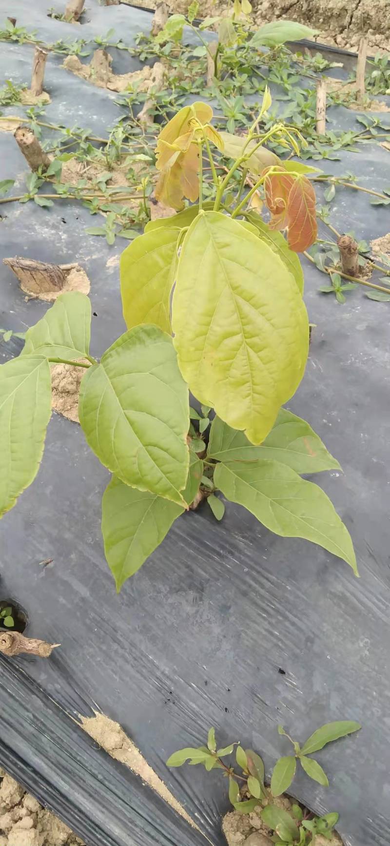 特色中草药材鸡血藤苗