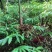春砂仁苗苗圃现货，现货3万颗保真保质欢迎采购咨询