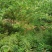 春砂仁苗苗圃现货，现货3万颗保真保质欢迎采购咨询