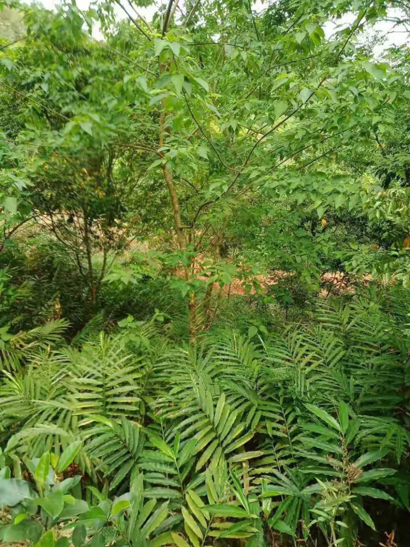 春砂仁苗苗圃现货，现货3万颗保真保质欢迎采购咨询