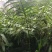 春砂仁苗苗圃现货，现货3万颗保真保质欢迎采购咨询