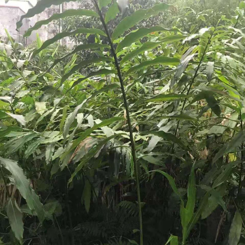 春砂仁苗苗圃现货，现货3万颗保真保质欢迎采购咨询