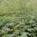 春砂仁苗苗圃现货，现货3万颗保真保质欢迎采购咨询