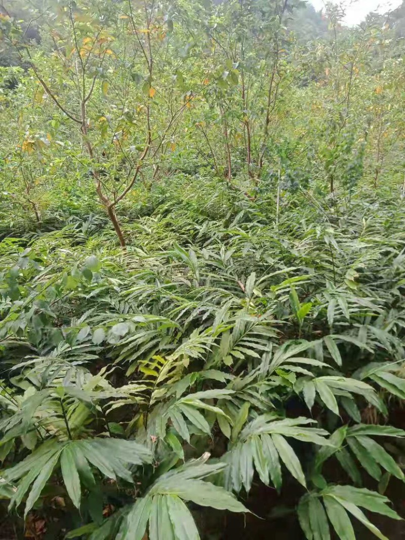 春砂仁苗苗圃现货，现货3万颗保真保质欢迎采购咨询