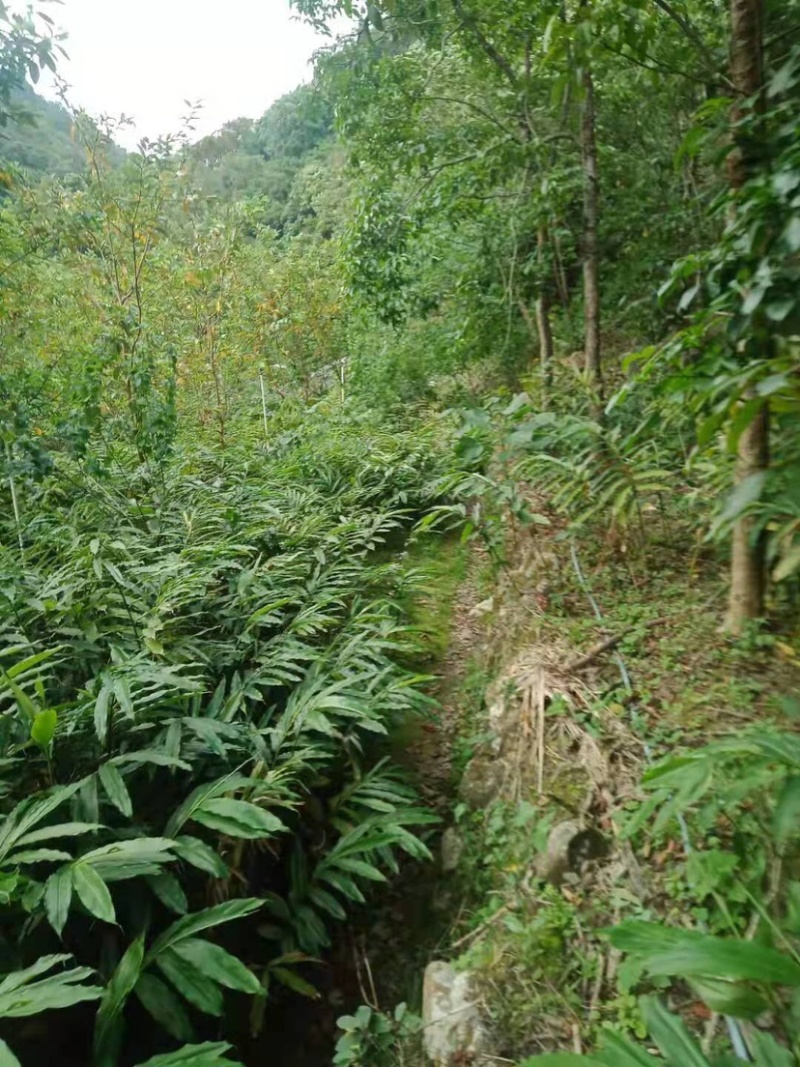 春砂仁苗苗圃现货，现货3万颗保真保质欢迎采购咨询