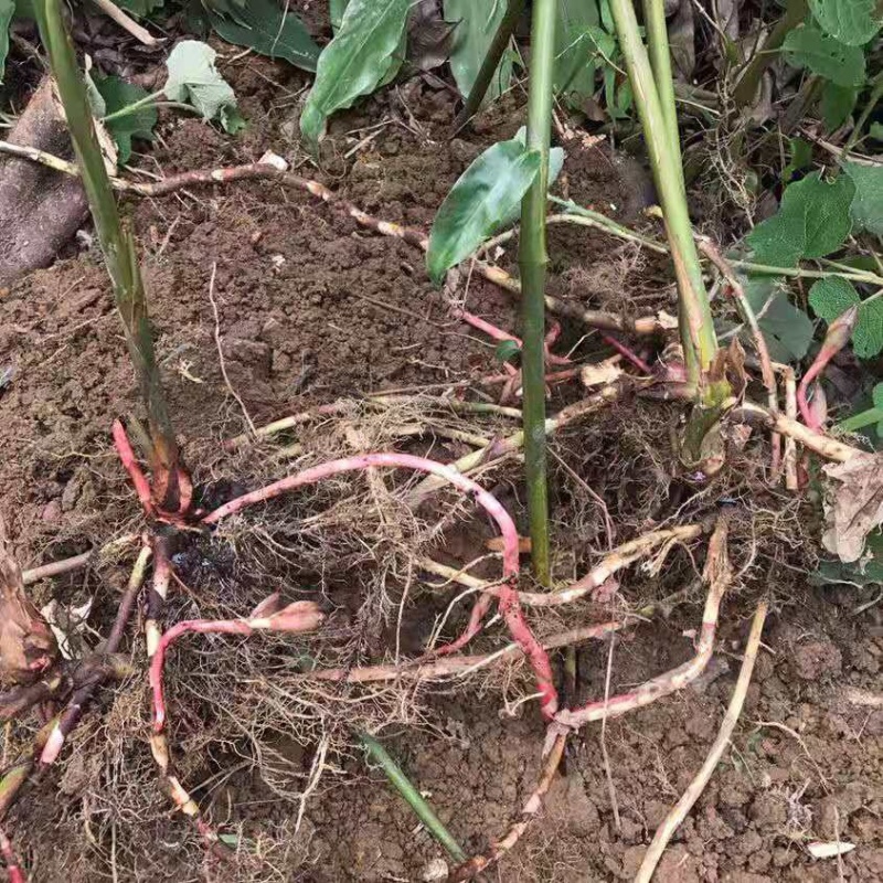 春砂仁苗苗圃现货，现货3万颗保真保质欢迎采购咨询