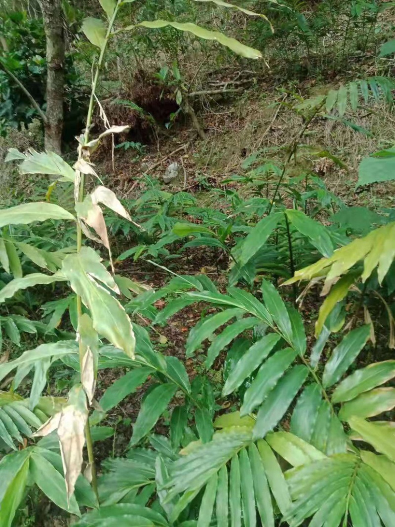 春砂仁苗苗圃现货，现货3万颗保真保质欢迎采购咨询