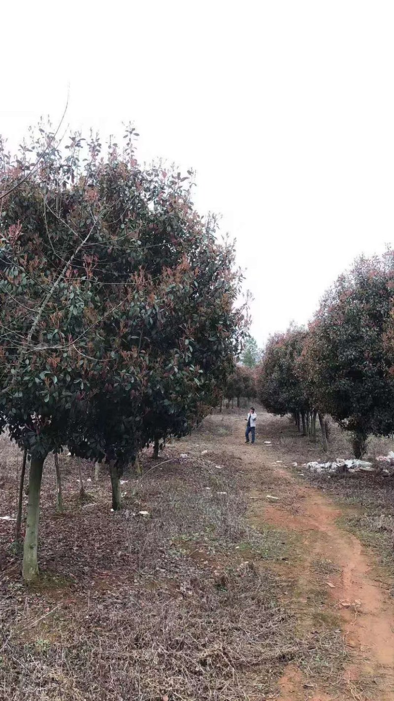 江苏红叶石楠树高杆红叶石楠价格优惠批发
