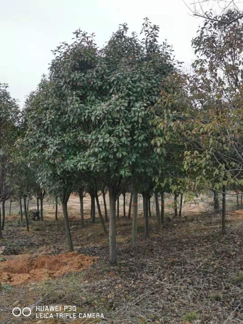 江苏红叶石楠树高杆红叶石楠价格优惠批发