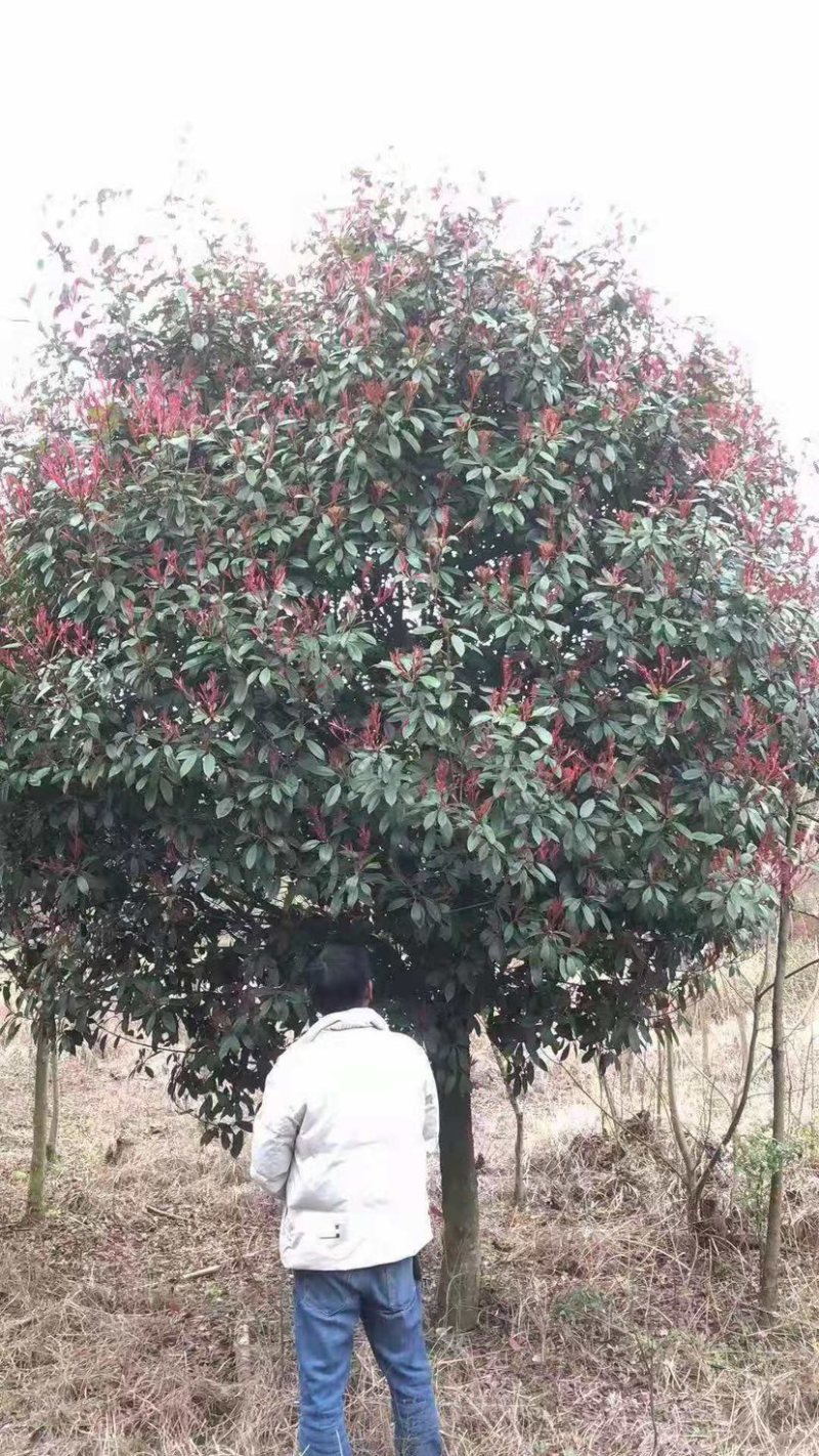 江苏红叶石楠树高杆红叶石楠价格优惠批发