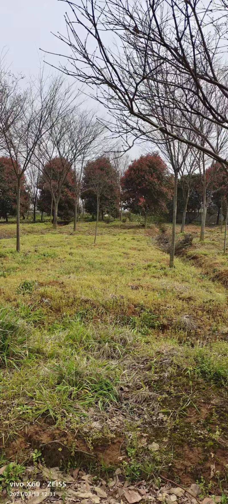 江苏红叶石楠树高杆红叶石楠价格优惠批发