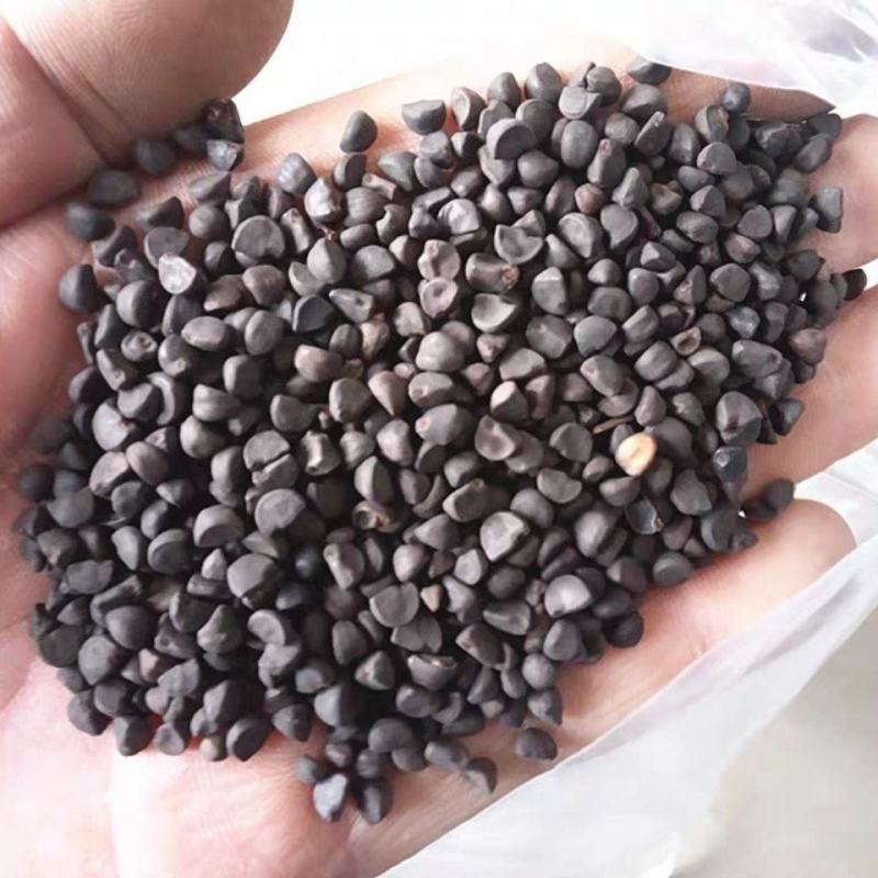 牵牛子牛子产地山东量大优惠要多联系