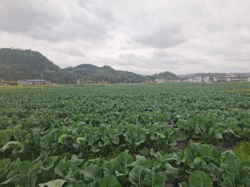 精品有机花，大量供应，可视频看货，欢迎各地客商来电