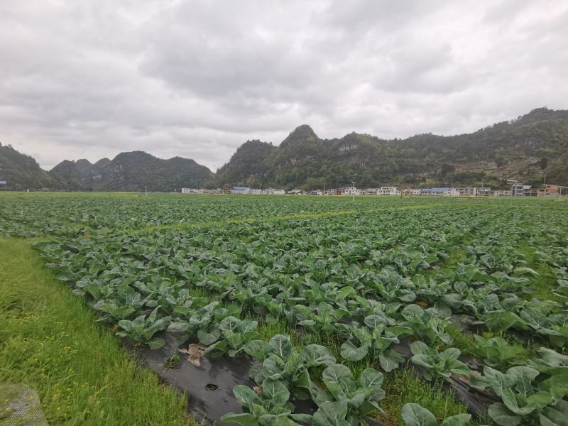 精品有机花，大量供应，可视频看货，欢迎各地客商来电