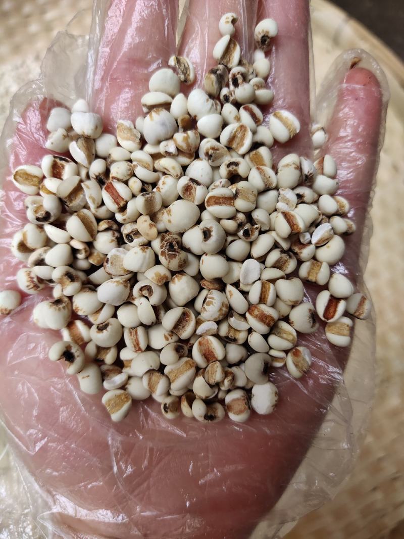 农家特产薏苡仁天然薏米薏米仁薏仁米苡仁500g