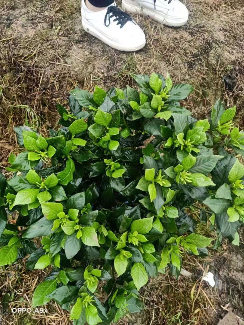 小叶、多苞四季栀子花