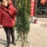 侧柏树苗扁侧柏树侧柏杯苗庭院绿化侧柏苗柏树绿化苗