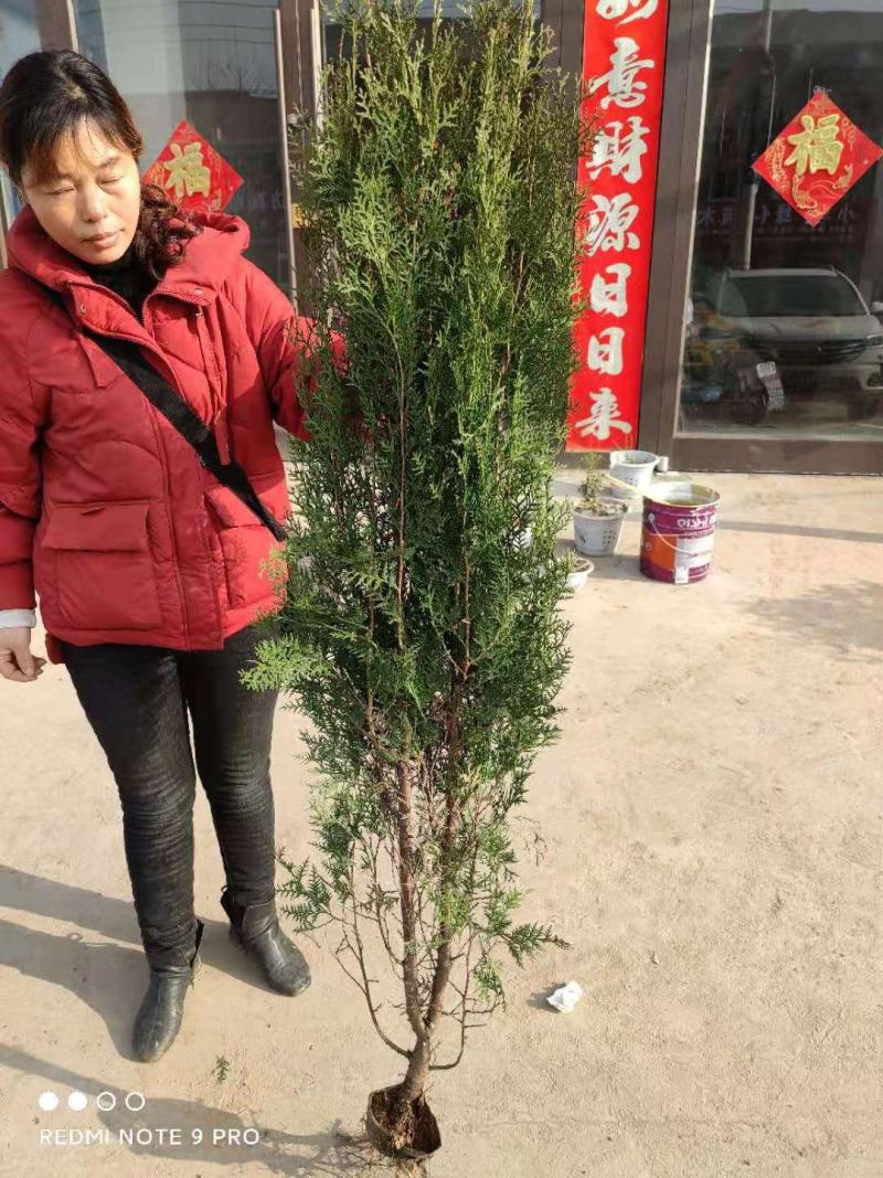 侧柏树苗扁侧柏树侧柏杯苗庭院绿化侧柏苗柏树绿化苗
