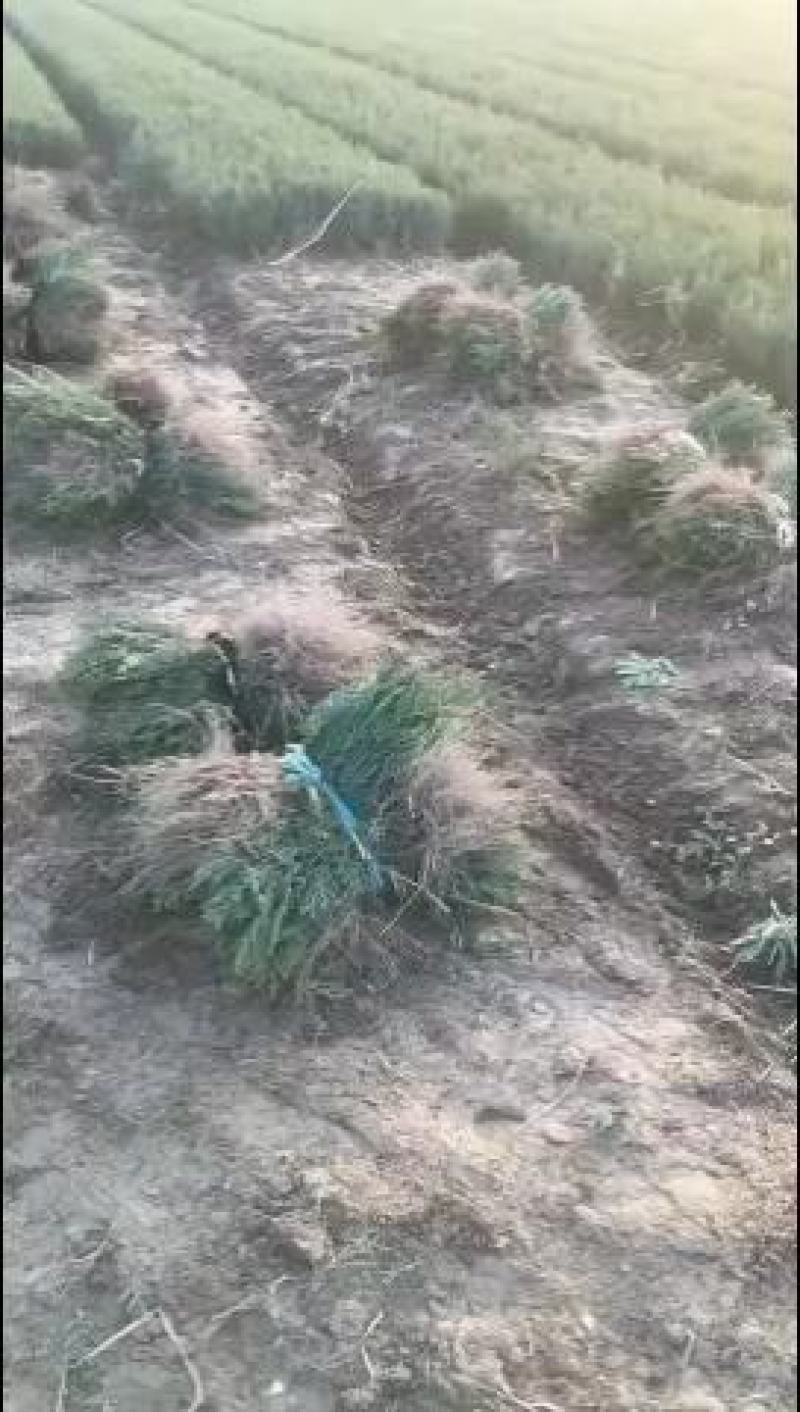侧柏树苗扁侧柏树侧柏杯苗庭院绿化侧柏苗柏树绿化苗
