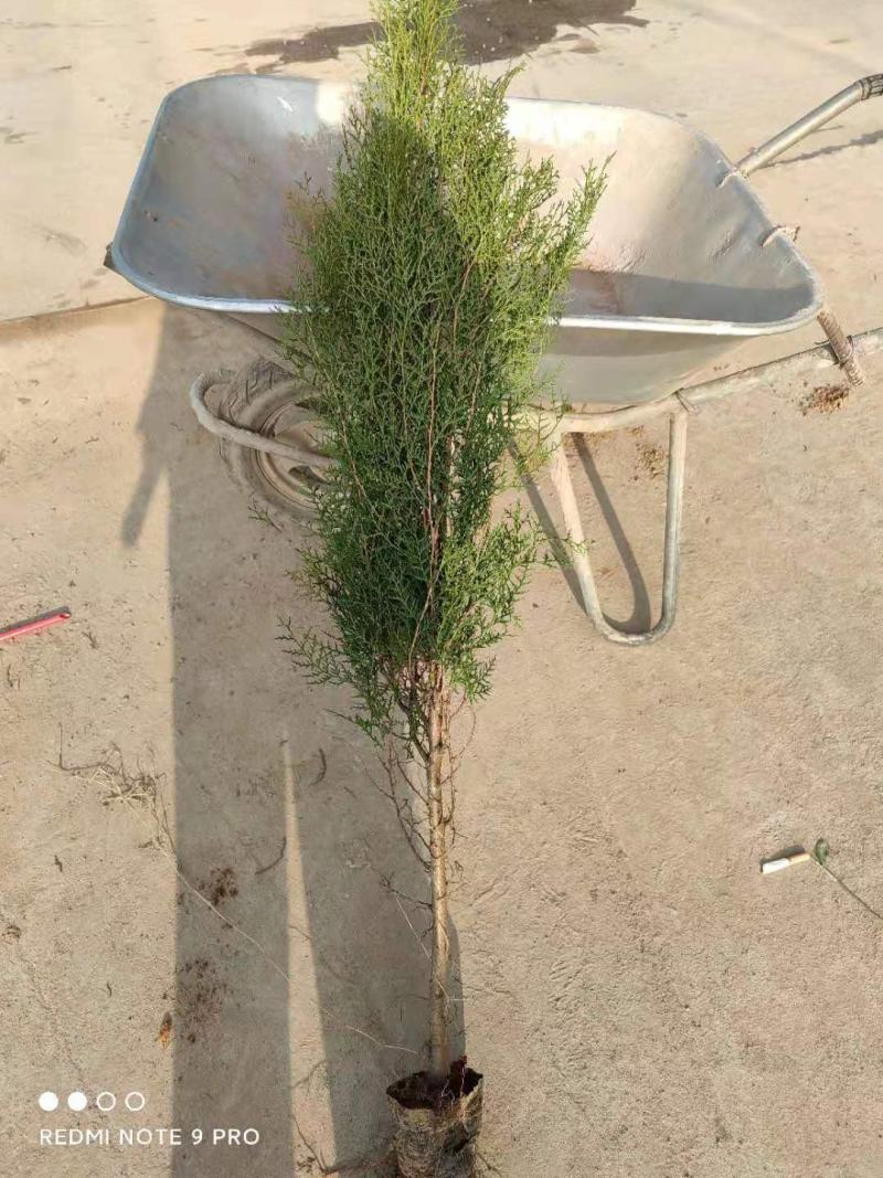 侧柏树苗扁侧柏树侧柏杯苗庭院绿化侧柏苗柏树绿化苗