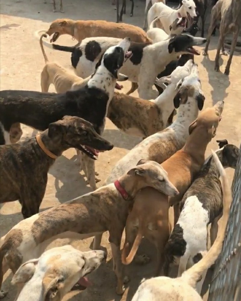 格力犬幼犬格力犬价格格力犬出售惠比特幼犬