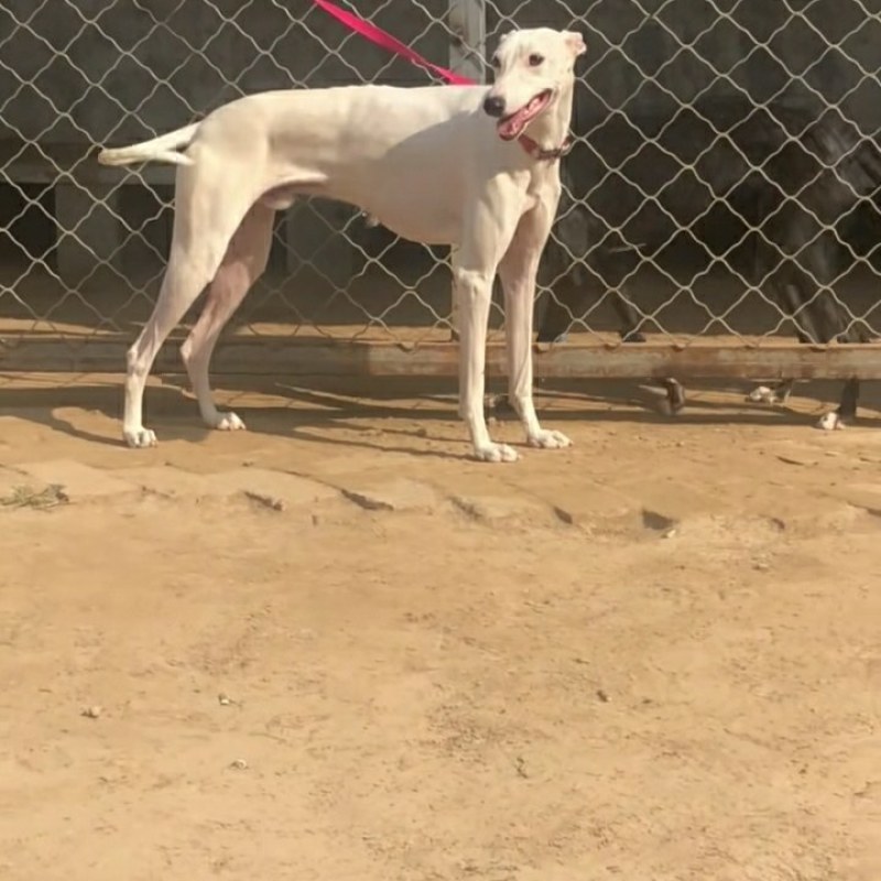 格力犬幼犬格力犬价格格力犬出售惠比特幼犬