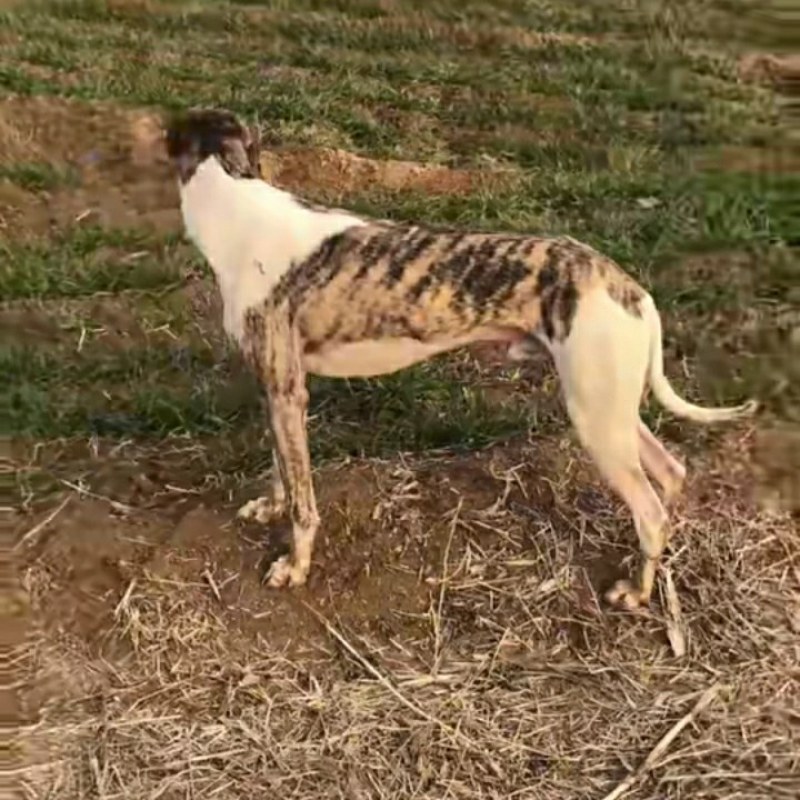 格力犬幼犬格力犬价格格力犬出售惠比特幼犬
