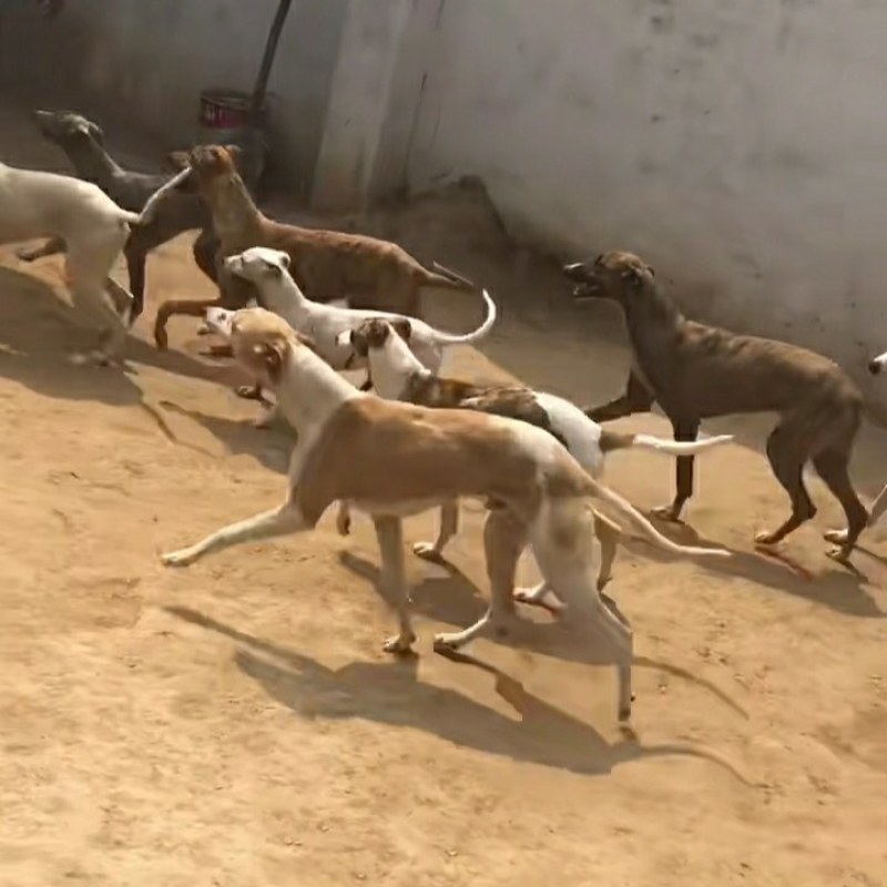 格力犬幼犬格力犬价格格力犬出售惠比特幼犬