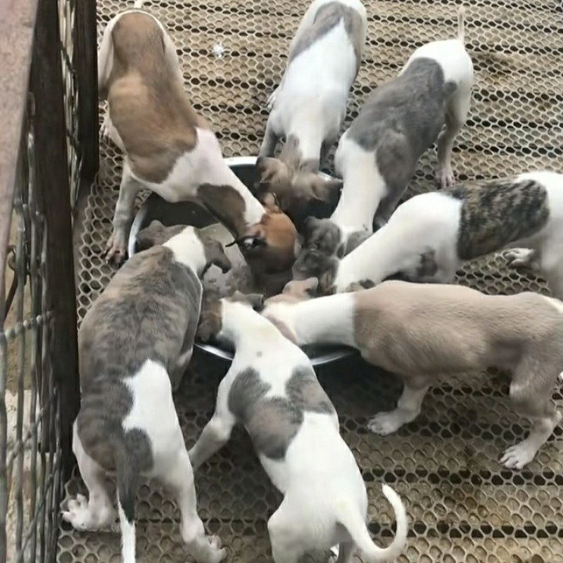 格力犬幼犬格力犬价格格力犬出售惠比特幼犬