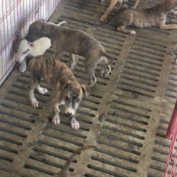 格力犬幼犬格力犬价格格力犬出售惠比特幼犬