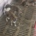 格力犬幼犬格力犬价格格力犬出售惠比特幼犬