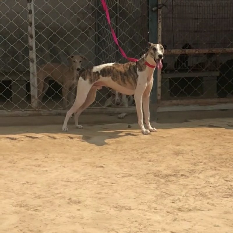 格力犬幼犬格力犬价格格力犬出售惠比特幼犬