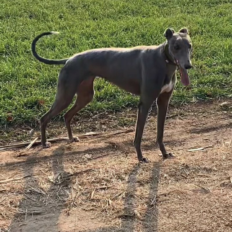 格力犬幼犬格力犬价格格力犬出售惠比特幼犬