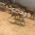 格力犬幼犬格力犬价格格力犬出售惠比特幼犬