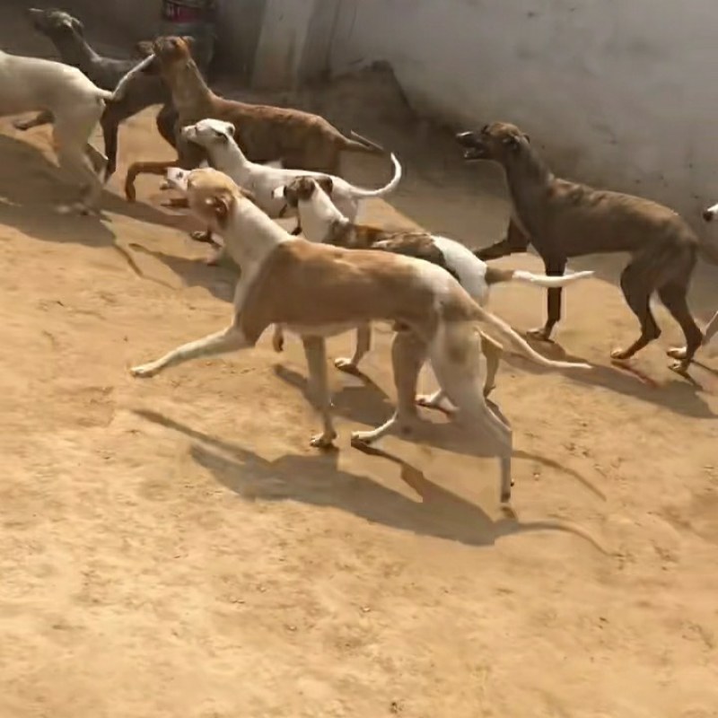 格力犬幼犬格力犬价格格力犬出售惠比特幼犬