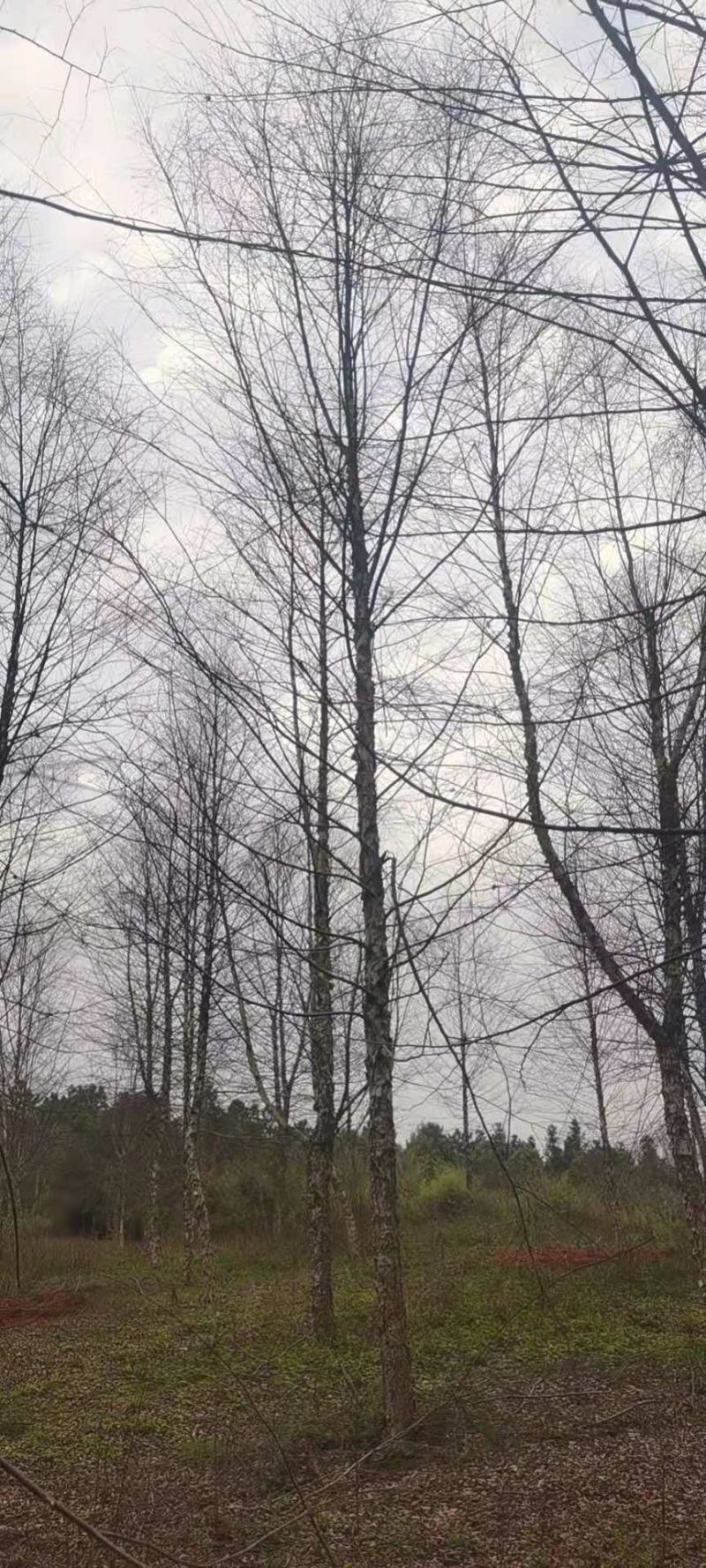 101215公分河桦价格，丛生河桦，产地直供