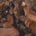 马犬马犬幼犬马犬价格马犬养殖马犬养殖基地
