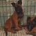 马犬马犬幼犬马犬价格马犬养殖马犬养殖基地