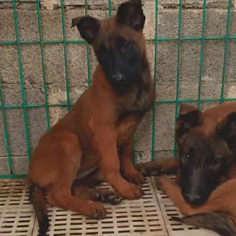 马犬马犬幼犬马犬价格马犬养殖马犬养殖基地