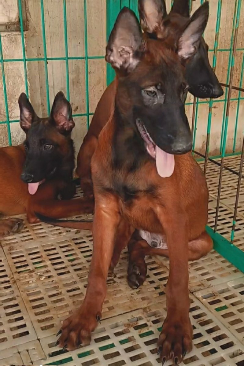 马犬马犬幼犬马犬价格马犬养殖马犬养殖基地